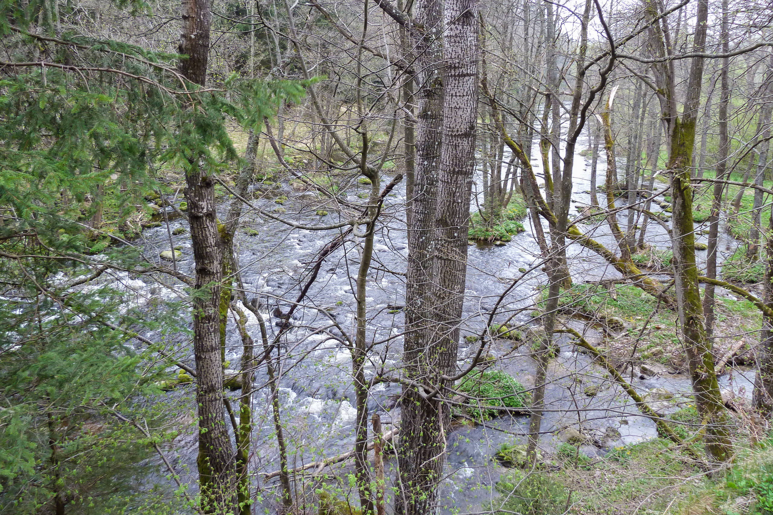 Moldau-Zufluss im Wald